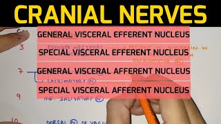 Cranial Nerves Anatomy  2  Nuclei of Cranial Nerve [upl. by Anaujd309]