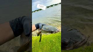 Do you keep invasive fish Fishing InvasiveFish Florida [upl. by Silvester]