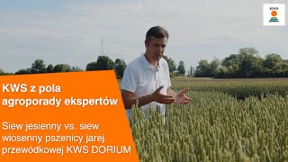 Siew jesienny vs siew wiosenny pszenicy przewódkowej KWS DORIUM  KWS z pola AGROPORADY EKSPERTÓW [upl. by Maude]