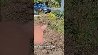 Pt 3 DIY Removal of Rose bushes [upl. by Yecal859]