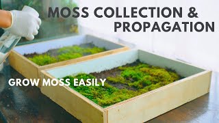 collecting and propagating moss for my terrarium projects [upl. by Kilk]