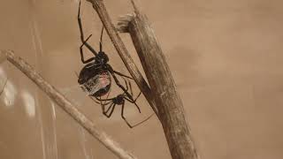 Southern Black Widow Latrodectus mactans full version in real time [upl. by Melania]