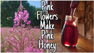 How To Forage amp Make Fireweed SyrupRosebay Willowherb Honey 🍯 [upl. by Atelahs498]