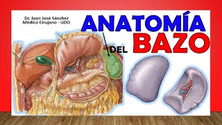 🥇 Anatomía del BAZO ¡Fácil Explicación [upl. by Aerdna]