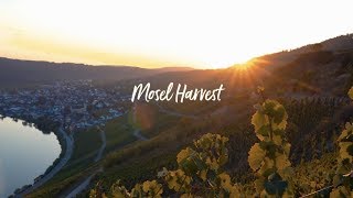 Mosel Harvest at Staffelter Hof [upl. by Anitnauq847]