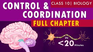 controlandcoordination full chapter  cbse Class 10th Biology  NCERT class 10 science chapter 7 [upl. by Demaggio]