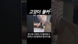 다이소 제품이 고양이에게 주는 영향 고양이브이로그 길냥이출신 삼색이 [upl. by Aihsital651]