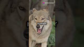 Top 5 wolf myths busting facts👺🔱🔱🥂🥂🥂 [upl. by Hitt44]