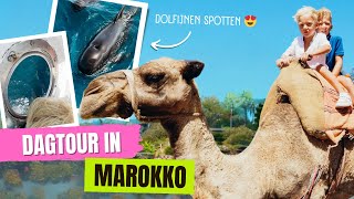 🐬 DOLFIJNEN SPOTTEN amp KAMELEN RIJDEN in Marokko 490 [upl. by Michigan]