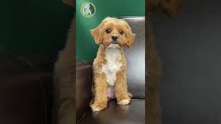 Learn about training your Cavapoo Puppy [upl. by Cassaundra]