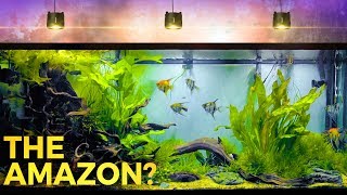 Enormous Amazon Inspired Aquascape [upl. by Neelhtac693]