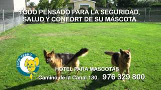 Residencia Don Perro  Hotel para mascotas [upl. by Leamse110]