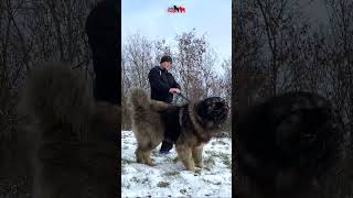 A dog with the strength of a bear dog caucasianshepherd dogs animals caucashianshepherd [upl. by Collbaith]