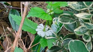 back garden mid October UK white dead head nettle erigeron daisy blooming good [upl. by Foskett162]