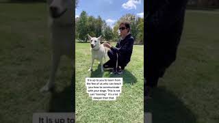 Why ReactiveAggressive Dogs Often Can’t Be Helped [upl. by Mcknight169]