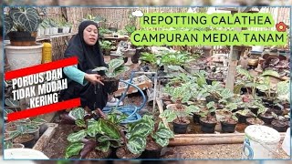 Repotting calathea  Calathea care and planting media 🌱☺️ [upl. by Neladgam213]