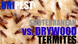 Subterranean vs Drywood Termite Control by Unipest  Santa Clarita Pest Control [upl. by Sixela]