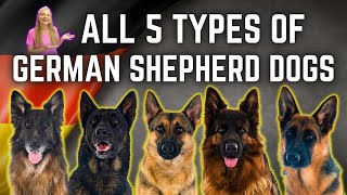 The 5 German Shepherd Breed Types Simply Explained [upl. by Robenia]