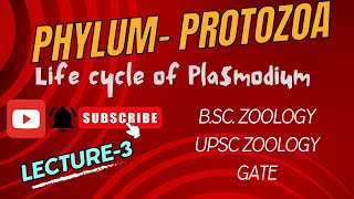 Plasmodium  Life cycle of Malarial Parasite  Notes Pdf in Description  BSc Zoology  Biology [upl. by Veronika]