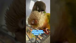 ASMR preening  shorts conure parrot [upl. by Sido]