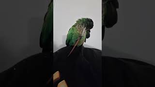 Conure playing with feather [upl. by Isdnil]