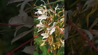 Hedychium Coronarium Fragrance Flower💚lamahatta [upl. by Dorinda]