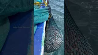 Trawl Net Fishing  Rosy Snapper Fish Catching in The Sea shorts fishing [upl. by Lyrehc]