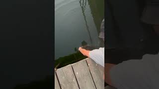 We can go fish for fish viral bassfish fishing [upl. by Eilyac850]