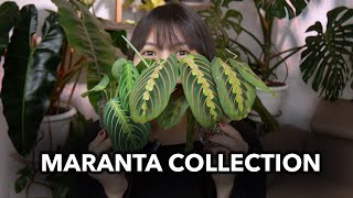 🌸 MY ENTIRE MARANTA COLLECTION 🌸 │Marantas in LECA [upl. by Inuat254]