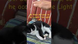 Mr Bob accepts True Light gratitude nature cat askmrbob lightworker mahikari catlover [upl. by Volkan829]