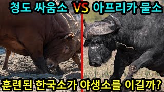 청도 싸움소 VS 아프리카 물소 훈련된 한국소가 야생소를 이길까 전투력분석 [upl. by Walton]