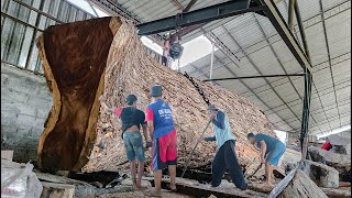 Worth 600 million full galley Sulawesi forest trembesi wood sawed by sawmill solid board material [upl. by Eloc]