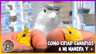 Como críar canarios a mi manera y🦜 [upl. by Reggy161]