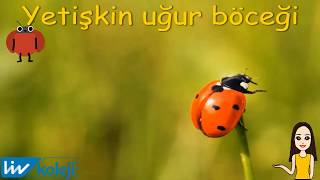 4 YAŞ UĞUR BÖCEĞİNİN YAŞAM DÖNGÜSÜ [upl. by Oruntha]