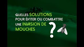 solution efficace pour lutter contre les mouches autour de la maison [upl. by Tham]