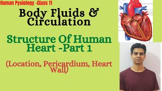 Structure Of Heart Part 1 Location Pericardium Heart WallClass 11thNEET [upl. by Terri]