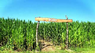 Corn maze in Münster from another view 🦅 [upl. by Erelia]