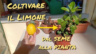 Coltivare il LIMONE partendo dal SEME Piantine in POCHI GIORNI [upl. by Minsk]