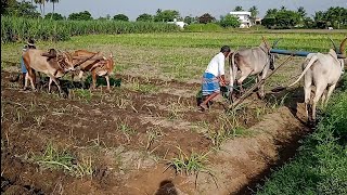 two bullock cart ploughing in agriculture land village pull [upl. by Marcia71]