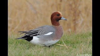 Smient  Wigeon  Pfeifente [upl. by Heisser]