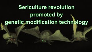 Sericulture revolution promoted by genetic modification technology [upl. by Machute]