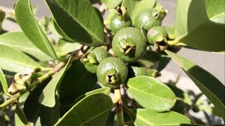 Araçá amarelo Psidium Planta para Abelhas Nativas [upl. by Iva]