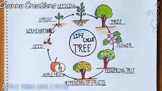 Tree life cycle Drawing  Tree life drawing  Life cycle of tree drawing step by step [upl. by Ahsirt]