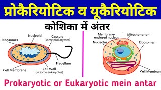 prokaryotic and eukaryotic cells  prokaryotic or eukaryotic mein antar  eukaryotic and prokaryotic [upl. by Terrence]