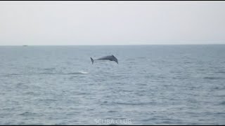 Dolphins in Karachi at Arabian Sea  Charna Island  Mubarak Village  Manora  Mangroves Forest [upl. by Nylatsirk]