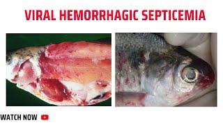 Viral hemorrhagic septicemia Part 1 [upl. by Ecnarretal]