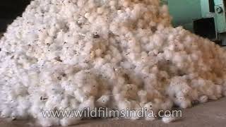 The process of cotton ginning inside a factory in India [upl. by Anahsal241]