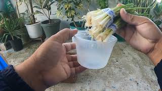 Try planting scallions Regrow left over scallions in a pot plants vegetables gardening [upl. by Mmada936]