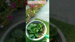 Kalanchoe Plant Care amp Propagation gardening nature organic kalanchoe plants minivlog [upl. by Aken]