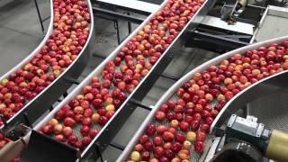 Touring an apple packing facility [upl. by Huston]